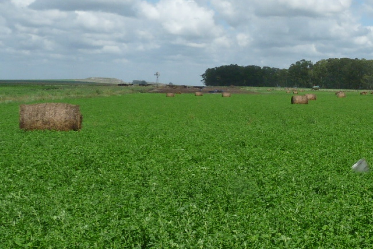 Aitañu-3er año alfalfa-F+K+Foliar