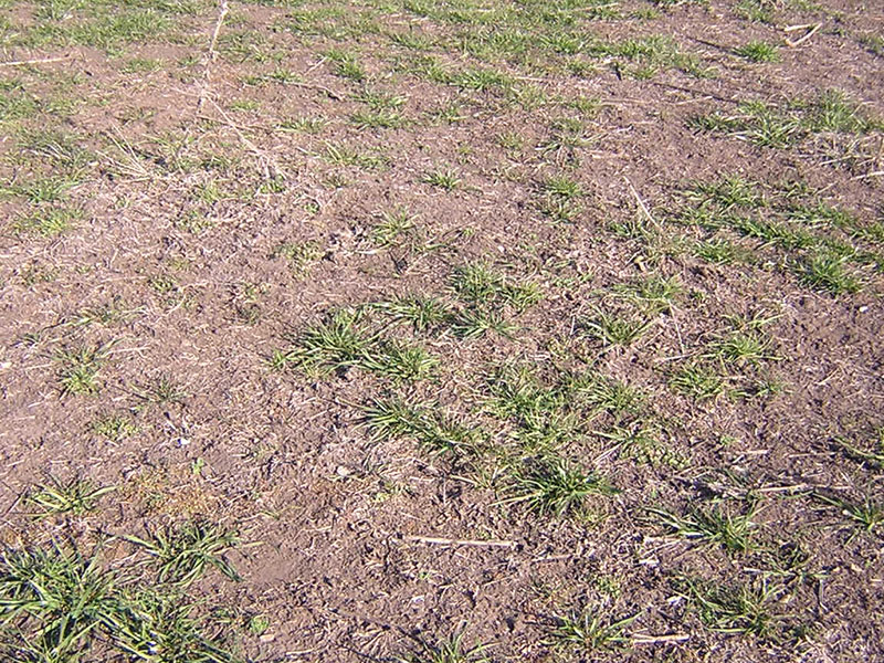 Azul - San Jose de Pedro -Zubiri e hijos Fertilizacion: 80 Kg / ha DAP