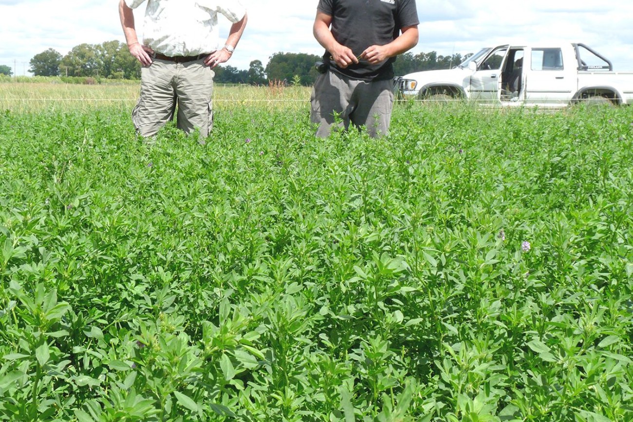 Rauch--Alfalfa-F+K
