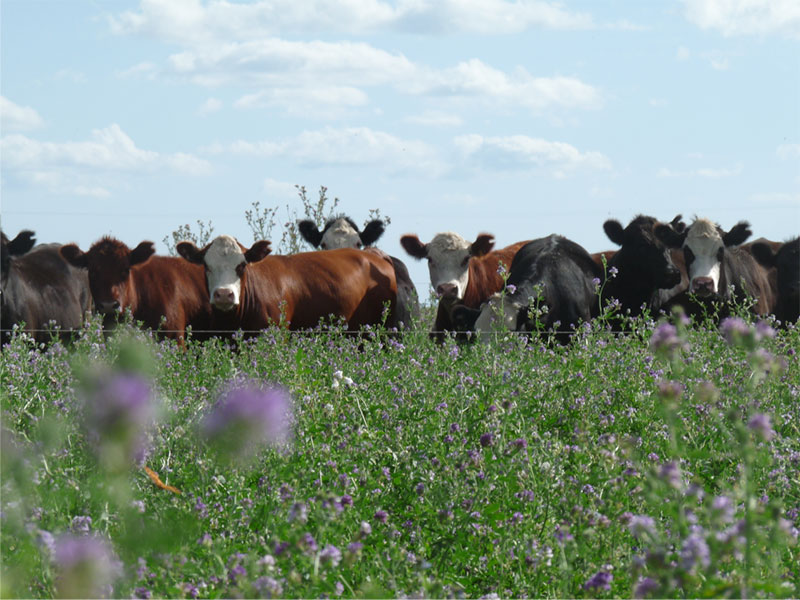 Tandil - Aitañu : alfalfa de 4 años sin aplicar fosforados