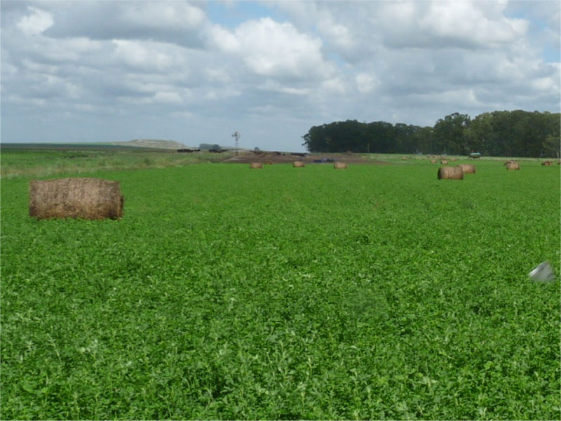 Rauch  -  La Ponderosa- Fosfoactiv sin fertilizantes fosforados