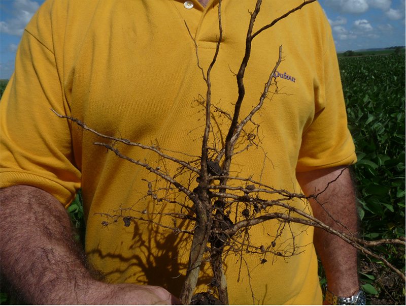 mezcla azufrada + Rhizobium genérico 