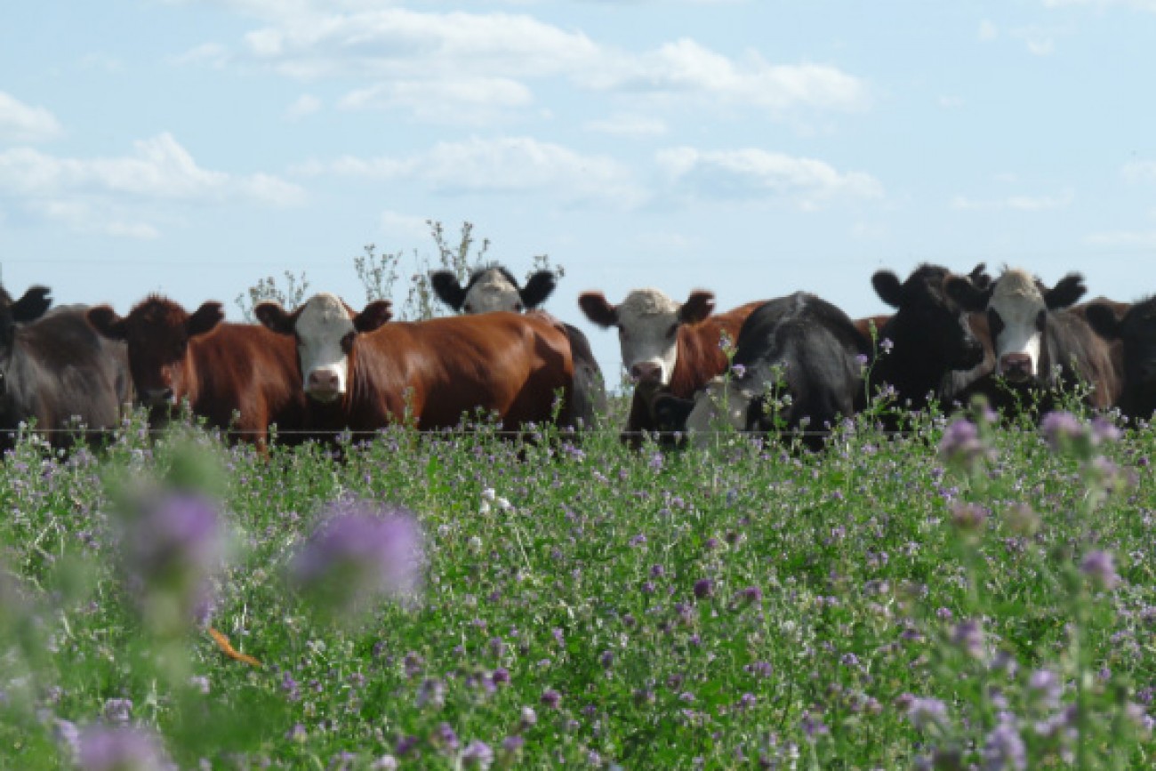 vacas_alfalfa