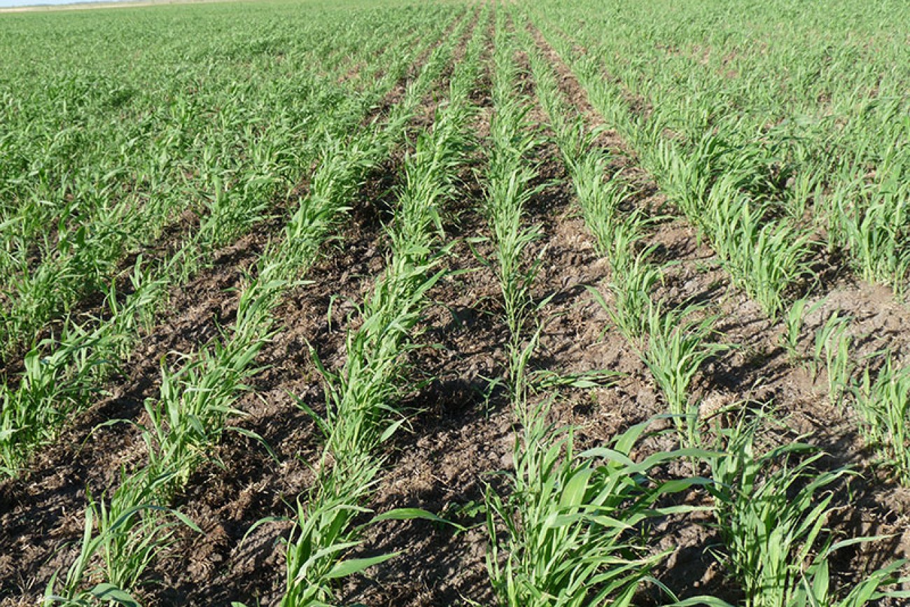 Don Pancho - Ayacucho Sorgo sobre suelo recuperado