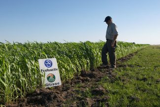 SORGO en Don Pancho