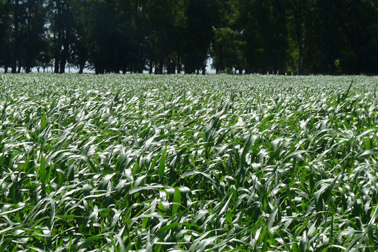 Sorgo sobre avena